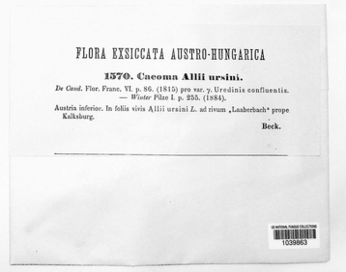 Puccinia porri image